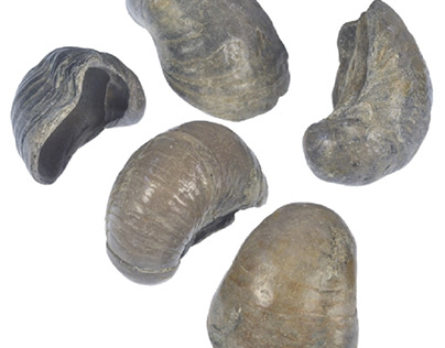 Now on sale: Fossils/ texigryphaea