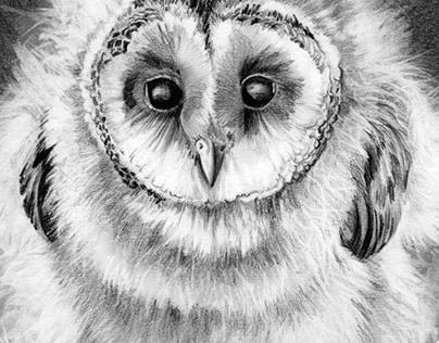 Owlet sketch