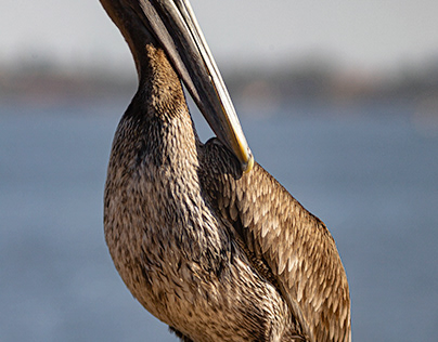 Project thumbnail - Brown Pelican, 2024.