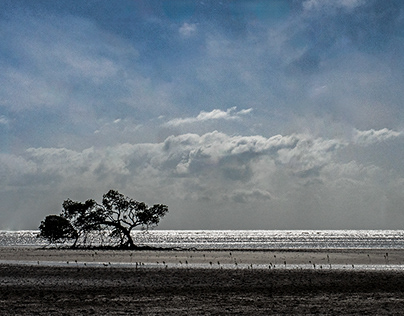 Clouds over mangroves off Cape Tribulation