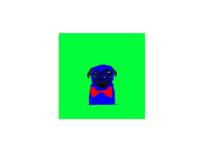 Blue pug