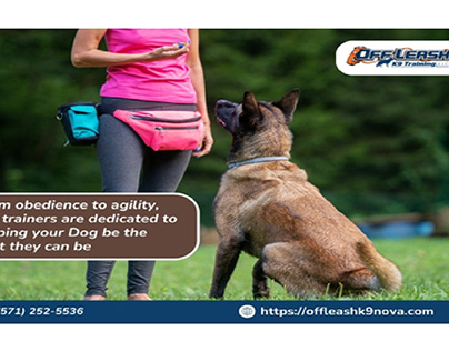 Top-Notch Training, Tailored for Your Top Dog!