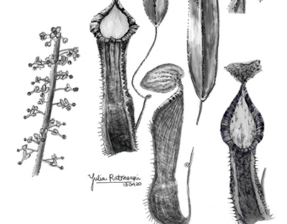 Scientific Botanical Illustration New Nepenthes Species