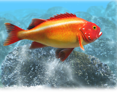 Rockfish - 3D Animation (modo 601)