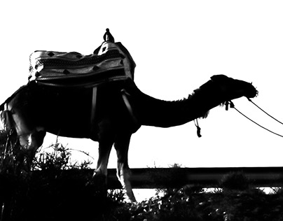 Photography : Camel