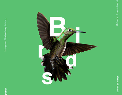 Birds poster collection