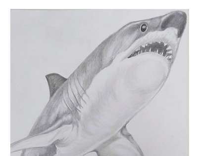 shark/tiburón