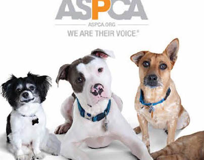 ASPCA - Storyboard
