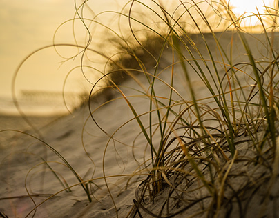 Beachgrass and sand dunes