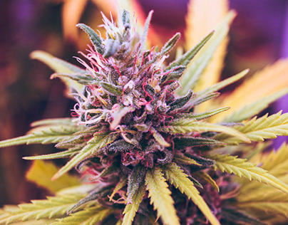 Exploring the Growing Acceptance of Medical Marijuana