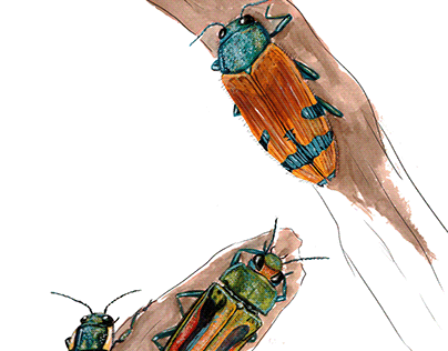 Insectos y aves ilustrados