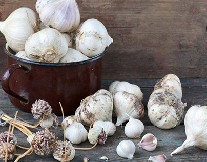 Best Garlic Farms in Ontario