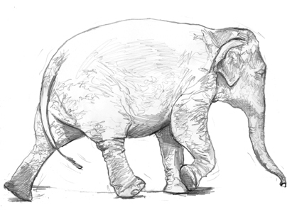 The Endangered Asian Elephant