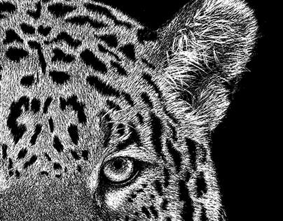 Jaguar | Ilustração Científica