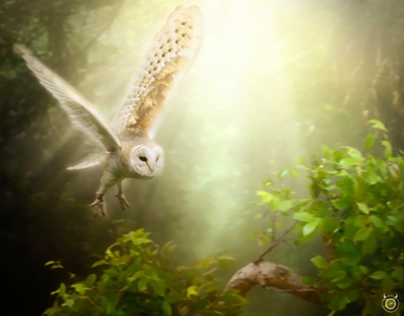 Shining Of The Owl