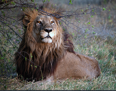 Part 1: Lions in the okavango-Delta, Botswana/Zimbabwe