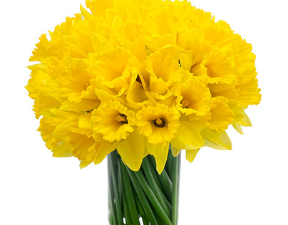 Daffodil, product photo for Catalog
