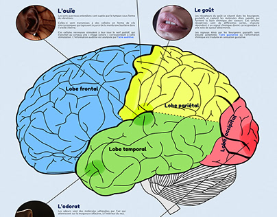 Les 5 sens et le cerveau