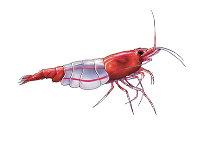Realistic illustrations of Shrimps