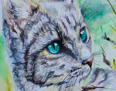 Blue-eyed cat