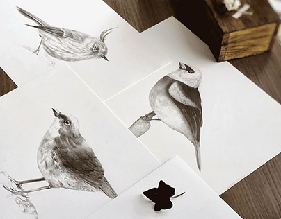 Naturalist Birds Illustration