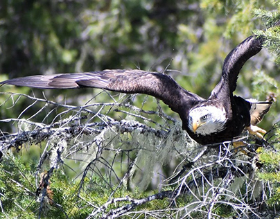Zooming Bald Eagle