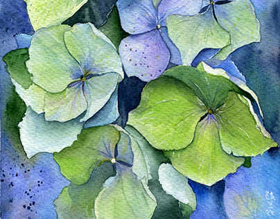 Hydrangea flowers watercolor
