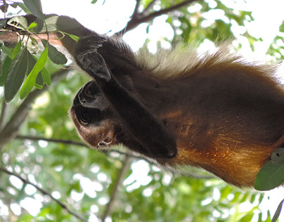 Mantled Howler Monkey Reaches for a Fruit 1