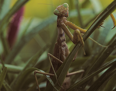 Macro of Mantis