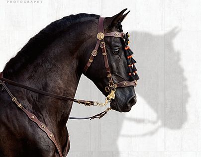 Andalusian stallion in traditional Spanish bridle
