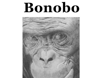 Bonobo, Abeilles, Indien
