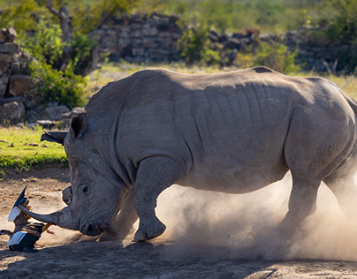 Short-tempered rhino.