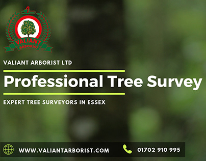 Tree Reports in Essex - Valiant Arborist