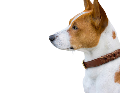 5 Leather Dog Collars and Leashes Collections