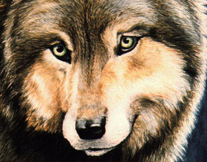 The Searcher - Timber Wolf