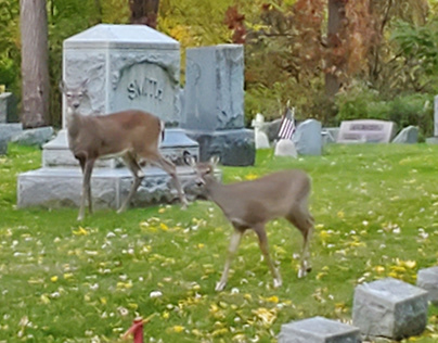 Deer pay their respects