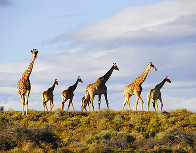 Tanzania Safari Tours || Kinesi Tours And Safaris