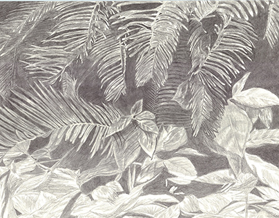 Ferns at High Noon (Nature Drawing)
