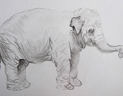 Sketch - Elephant