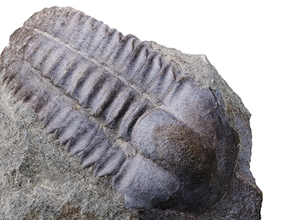 Trilobite Fossil - Macro 3D Scan