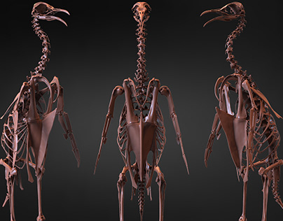 Penguin Skeleton 3D Model