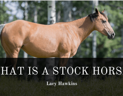 What Is A Stock Horse?