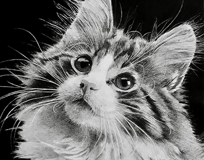 Cat - detailed sketch
