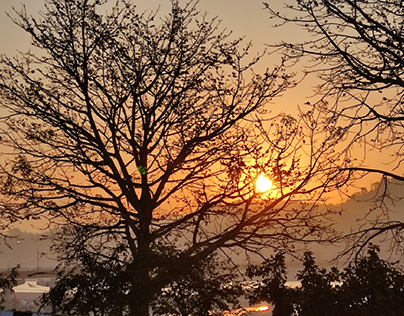 sunrise behind leafless tree