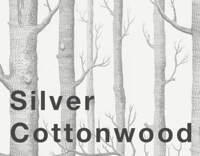 Silver cottonwood. Project