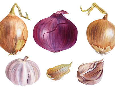Onion and garlic. Watercolor Botanic