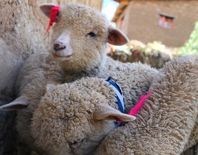 Lamb - Sheep