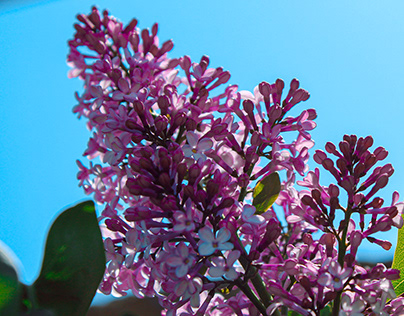 BLOOMING LILAC