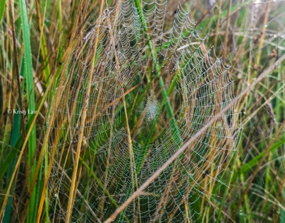 Morning Spiderweb