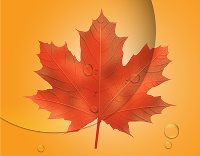 Maple leaf / Design